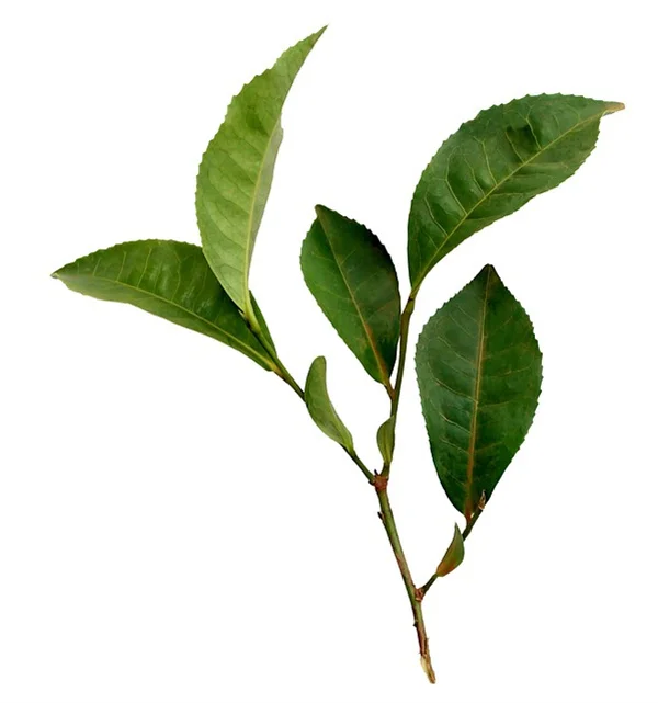 Liriopeで作る手間いらずの庭の縁取り！よくある勘違いと正しい植え方
