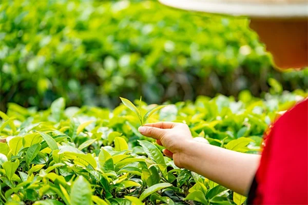 大丽花春季护理の3つの秘密で開花を1ヶ月早める方法