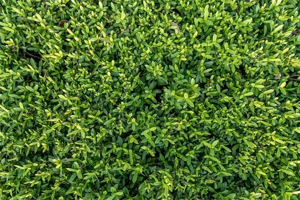 ミミズ堆肥を鉢植えで使う方法、私が10年試した失敗しないコツ