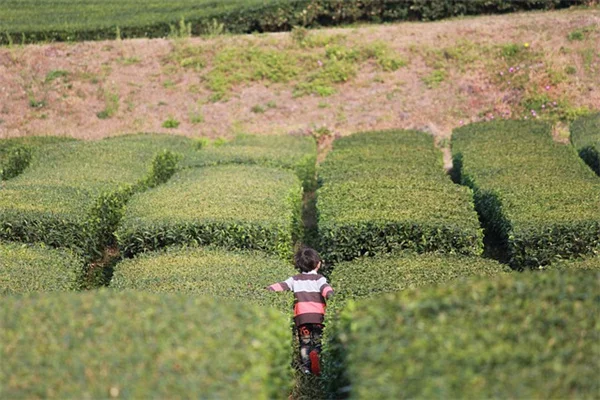 ミミズ堆肥を鉢植えで使う方法、私が10年試した失敗しないコツ