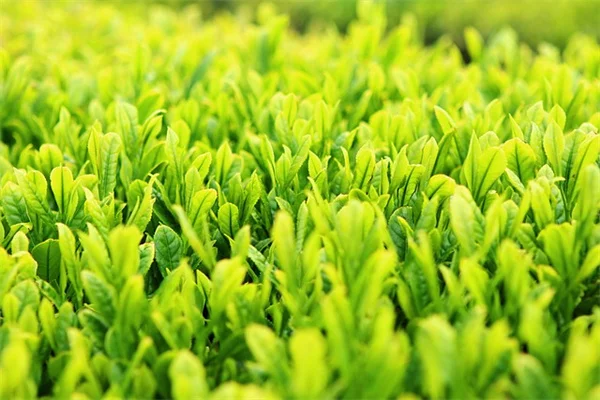 石果樹の人工授粉を始めよう！成功率がぐっと上がる簡単ステップとコツ