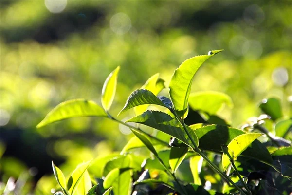 夏の香草剪定で収穫量アップ！知っておきたい5つのコツ