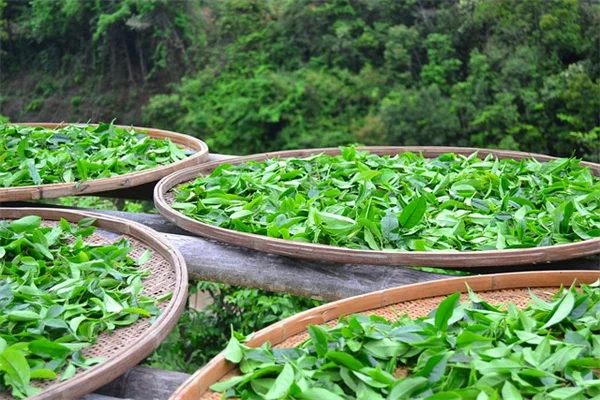 日陰でも華やかに！耐寒性多年生つる植物おすすめ8選と育て方のコツ