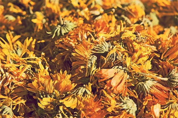 日陰でも華やかに！耐寒性多年生つる植物おすすめ8選と育て方のコツ