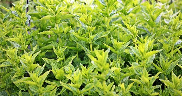 五月に植えるべき多年生植物7選！失敗しない選び方とコツ