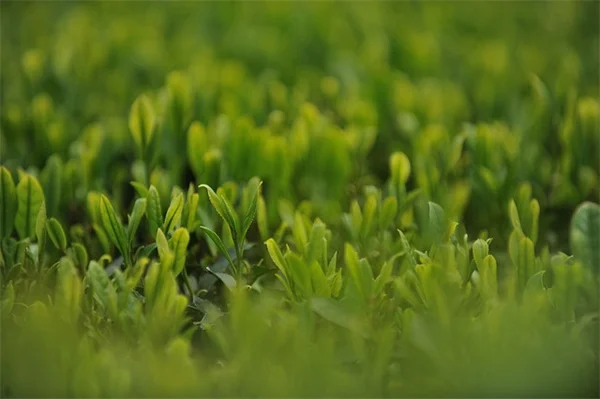 夏の日陰で咲く花5選【実体験】植えっぱなしでOKな品種も！